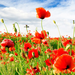 Amapolas