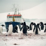 Antartida Vagamundos 2003 pinguinos