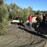 Las redes bajo los olivos