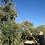 Vareando olivos a la vieja usanza