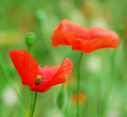 Poppies Poppies