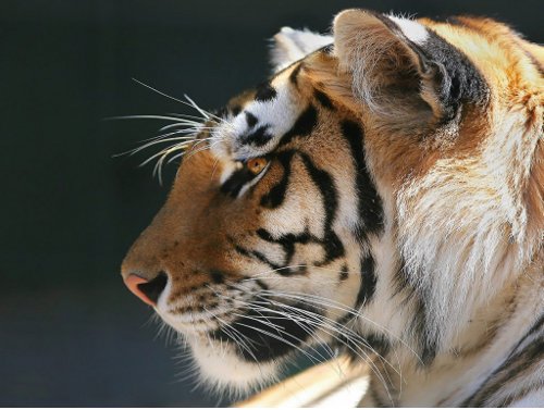 Tigre de Bengala