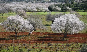 Almendros en flor en Sant Joan de Labritja