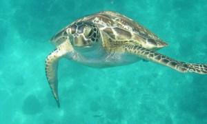 tortuga_verde