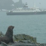 Antartida Vagamundos 2003 foca