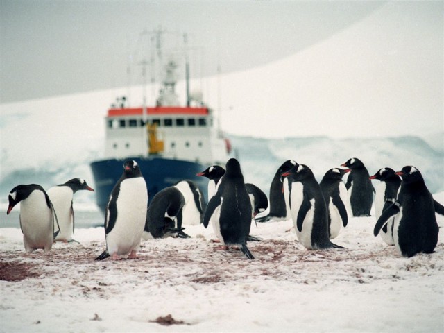 Antartida Vagamundos 2003 pinguinos