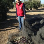 A pie del olivo