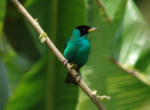 Reserva Cayambe Coca