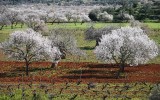 Almendros en flor en Sant Joan de Labritja